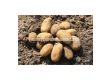 СЕМЕ КАРТОФИ PRADA / POTATOES SEEDS PRADA - КАТЕГОРИЯ A - 2t