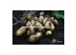 СЕМЕ КАРТОФИ SEED POTATOES QUEEN ANNE - КАТЕГОРИЯ B - 2t