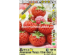 Ягоди / Fragaria Ananassa Raspy Strawberry / 1 оп- 2 корена - 2t