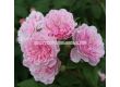 Роза Romantic Siluetta (катерлива роза) серия Siluetta - Kordes-1 брой - 1t