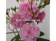 Роза Romantic Siluetta (катерлива роза) серия Siluetta - Kordes-1 брой - 2t