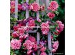 Роза Rosarium Uetersen - 1 брой - 3t