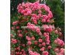 Роза Rosarium Uetersen - 1 брой - 2t