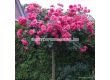 Роза Rosarium Uetersen - 1 брой - 5t