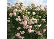 Роза Rose de Tolbiac (катереща) - серия Klettermaxe - Kordes - 1 брой - 2t