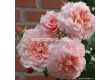 Роза Rose de Tolbiac (катереща) - серия Klettermaxe - Kordes - 1 брой - 4t