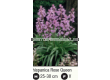 Лъжезюмбюл/ Hyacinthoides hispanica 'Rose Queen - 1 бр - 2t