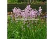 Лъжезюмбюл/ Hyacinthoides hispanica 'Rose Queen - 1 бр - 1t