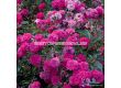 Роза Roxy ADR (миниатюрна роза), серия Lilliputs - Kordes - 1 брой - 4t