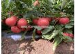 Семена домати Роял Пинк F1 - Розов -  Royal Pink F1 - 500 бр. семена - 1t