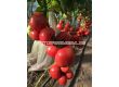 Семена домати Роял Пинк F1 - Розов -  Royal Pink F1 - 500 бр. семена - 4t