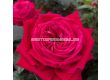 Роза Ruby Kiss (Хибридна роза) - серия Eleganza Antique - Kordes - 1 брой - 4t