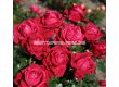 Роза Ruby Kiss (Хибридна роза) - серия Eleganza Antique - Kordes - 1 брой - 5t