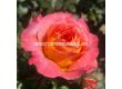 Роза Samba (флорибунда) серия Fantasia - Kordes -1 брой - 6t