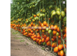 Семена Жълт домат KS 1430 - 1t