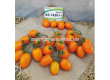 Семена Жълт домат KS 1430 - 3t