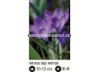 Минзухар/ Crocus vernus ssp vernus - 1 бр. - 2t
