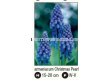 Мускари/ Muscari armeniacum 'Christmas Pearl - 1 бр. - 1t