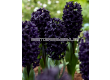 Зюмбюл/ Hyacinths orientalis 'Midnight Sky - 1 бр. - 1t