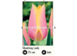 Лале single late 'Blushing Lady - 1 бр. - 2t