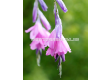 Диерама/ Dierama pulcherrimum -  1 бр. - 1t