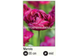 Лале/ Tulips double early Mariola - 1 бр. - 2t