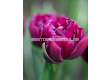 Лале/ Tulips double early Mariola - 1 бр. - 1t
