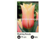 Лале/ Tulip single late Blushing Beauty - 1 бр. - 2t