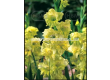 Гладиол Spring Green - 1 бр. - 1t