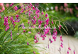 Диерама/ Dierama pulcherrimum -  1 бр. - 2t