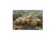 СЕМЕ КАРТОФИ VINETA/ SEED POTATOES VINETA - КАТЕГОРИЯ A - 3t