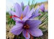 Шафран (Crocus sativus) 1 оп (10 бр) - 1t