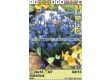 Синчец/ Scilla Siberica - Пакет: 1 оп. - 15 бр. - 2t