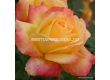 Роза Speelwark - 1 брой - 4t