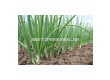 СК СЕМЕНА ЗЕЛЕН ЛУК БЯЛ ЛИСАБОН/ OW ONION SPRING WITTE VAN LISSABON SK - 2t