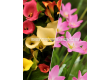 ПРОМОЦИЯ: Кала 10 бр. (микс) + Хабрантус 20 бр.(микс) - 2t