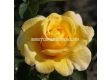 Роза Sunmaid (роза флорибунда) - Kordes- 1 брой - 1t