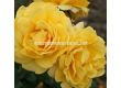 Роза Sunmaid (роза флорибунда) - Kordes- 1 брой - 5t