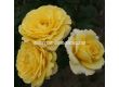 Роза Sunmaid (роза флорибунда) - Kordes- 1 брой - 3t