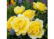 Роза Sunmaid (роза флорибунда) - Kordes- 1 брой - 2t