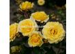 Роза Sunmaid (роза флорибунда) - Kordes- 1 брой - 8t