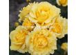 Роза Sunmaid (роза флорибунда) - Kordes- 1 брой - 4t