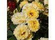 Роза Sunmaid (роза флорибунда) - Kordes- 1 брой - 7t