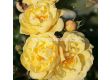 Роза Sunny Rose (Малка храстова роза) - Kordes - 1 брой - 1t