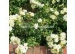 Роза Sunny Rose (Малка храстова роза) - Kordes - 1 брой - 2t