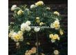 Роза Sunny Rose (Малка храстова роза) - Kordes - 1 брой - 4t