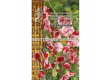 Семена Сладък грах WILLSHIRE RIPPLE - SWEET PEA - 'SK- 2г - 2t