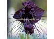 Орхидея на черния прилеп/ Tacca Chanterii black / 1 бр - 1t