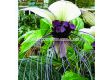 Орхидея на белия прилеп/ Tacca integrifolia/ 1 бр. коренище - 3t