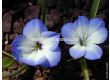 Текофилеа (Чилийски син минзухар)/ Tecophilaea cyanocrocus 'Leichtlinii - 1 бр. - 2t
